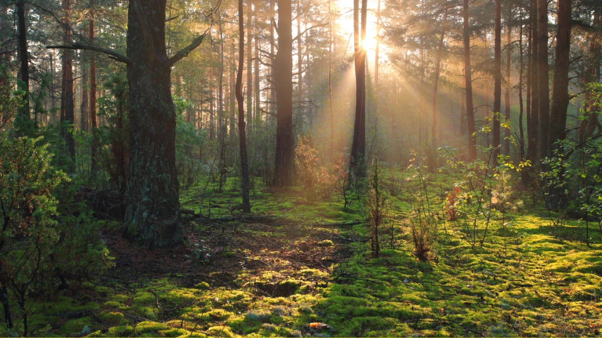Sunbeam forest